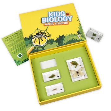 Bug Blocks - Cabbage Butterfly Life Cycle