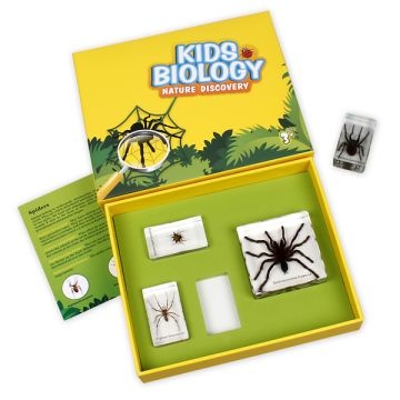 Bug Blocks - Spiders - Set of 4