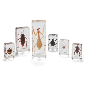 Mini Beasts Insects and Spiders - Small  (Set of 6)