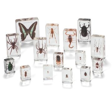 Mini Beasts Insects and Spiders - Large  (Set of 15)