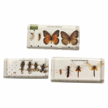 Animal Life Cycle Blocks - Set of 3 (Butterfly, Frog, & Dragonfly)