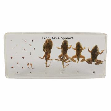 Bug Blocks - Frog Life Cycle