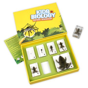 Bug Blocks - Frog Life Cycle