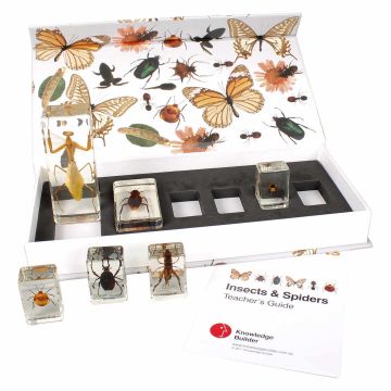 Mini Beasts Insects and Spiders - Small  (Set of 6)