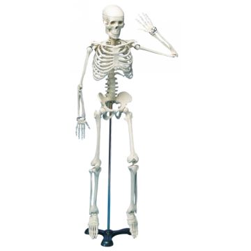 Skeleton