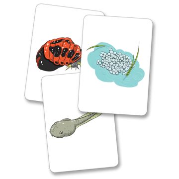 Animal Stages Teachers Cards