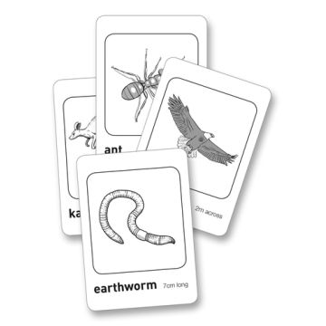 Feathers, fur or leaves? Teachers Cards