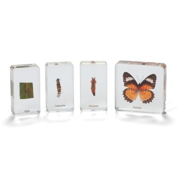 Mini Beasts Butterfly Life Cycle 