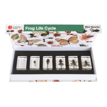 Mini Beasts Frog Life Cycle  