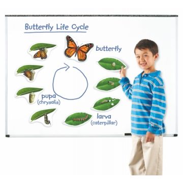 Giant Magnetic Butterfly Life Cycle