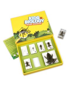 Bug Blocks - Frog Life Cycle