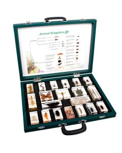 Animal Kingdom - Bug Blocks Set C